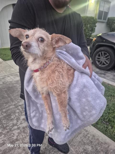 Frizzle
