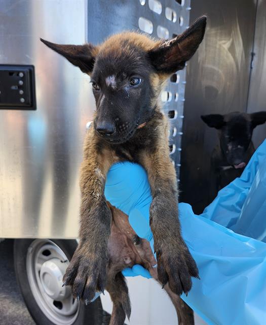 Adoptable Dog
