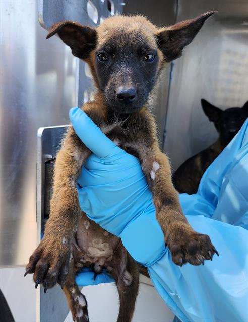 Adoptable Dog
