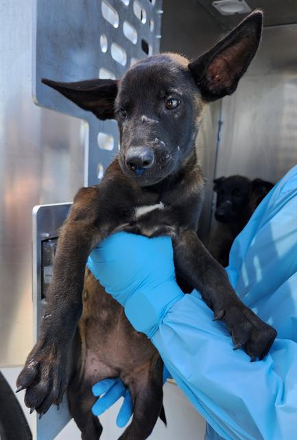 Adoptable Dog