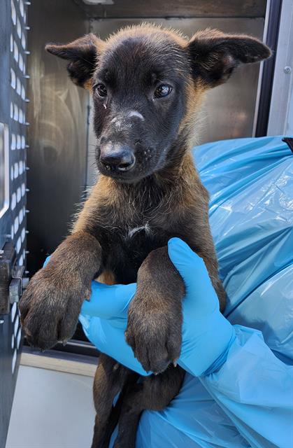 Adoptable Dog