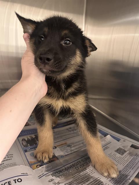 Adoptable Dog