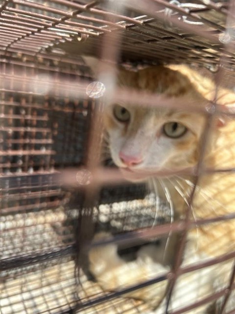 Adoptable Cat