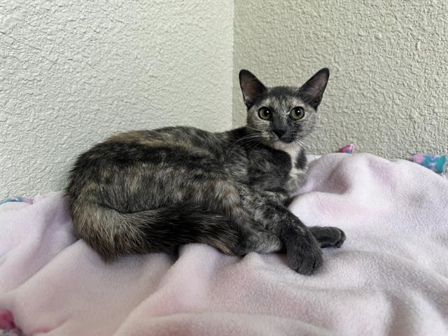 Marci