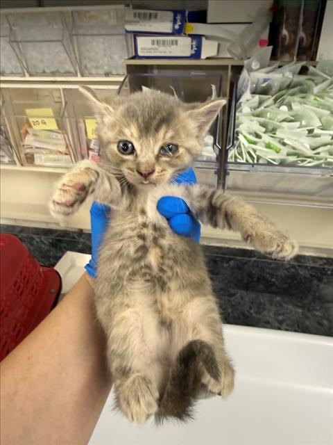 Adoptable Cat