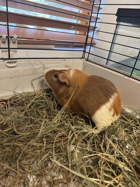 Joey