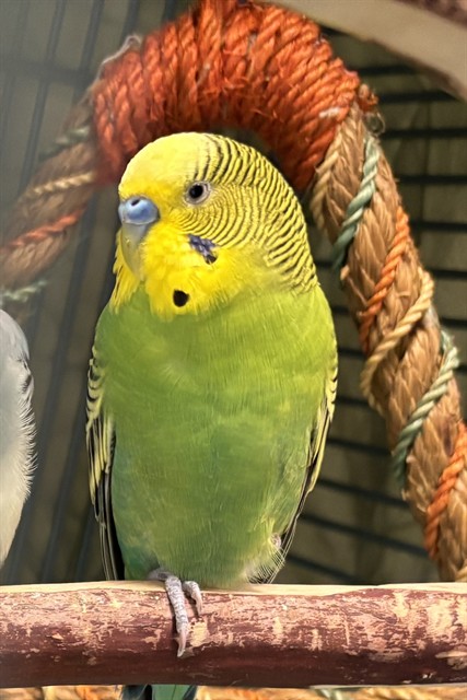 Basil