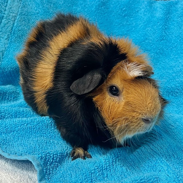 Zeus