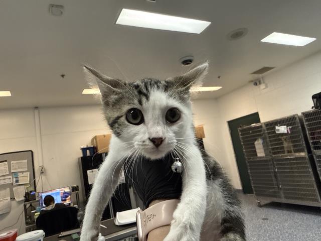 Adoptable Cat