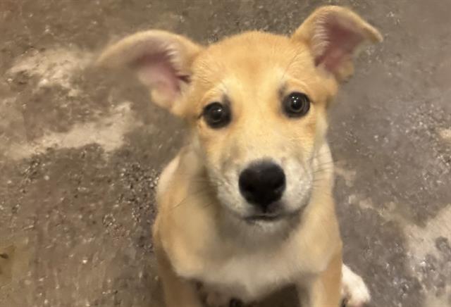 Suki