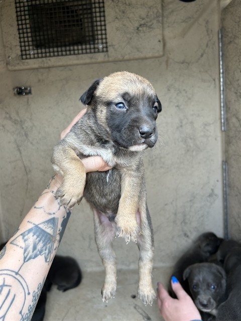 Axel