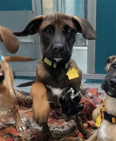Adoptable Dog