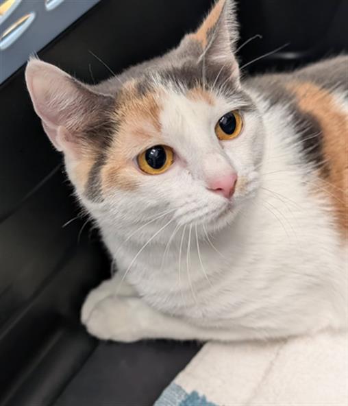 Cinnamon