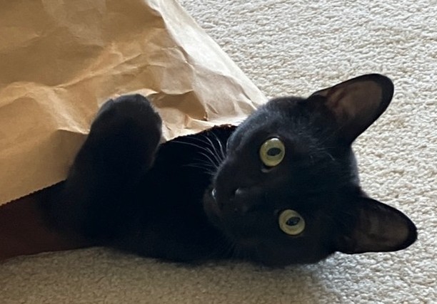 Kylo