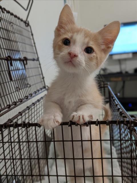 Chickpea