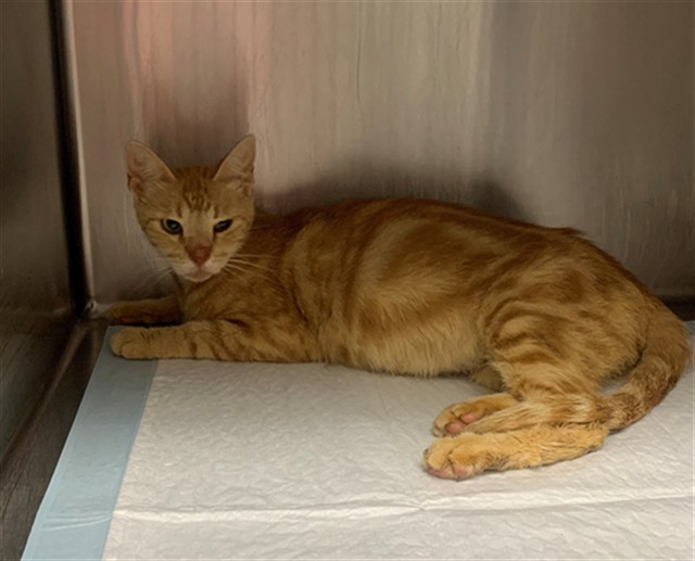 Adoptable Cat