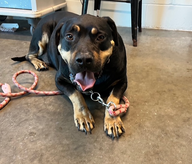 Mochi