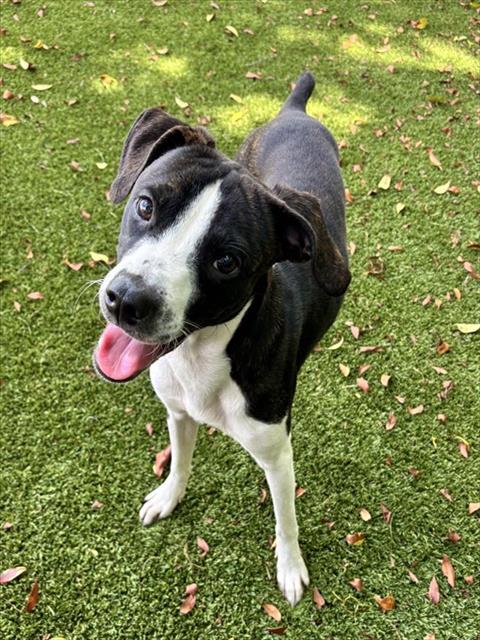 Shelter Staff Named Me *Suwanee Tail