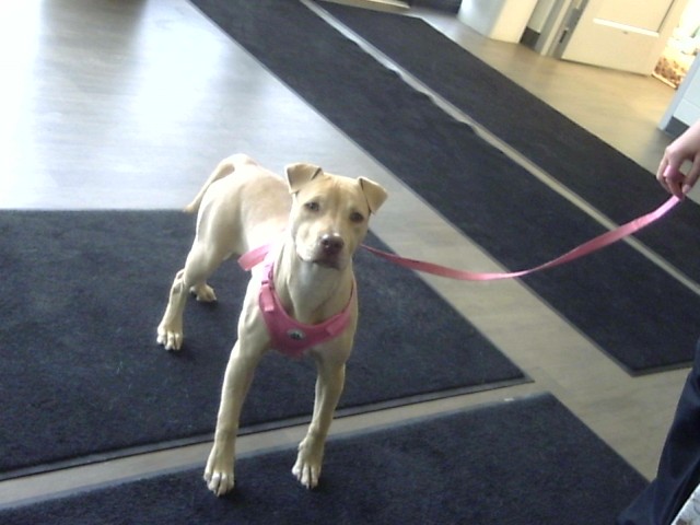 Kiya