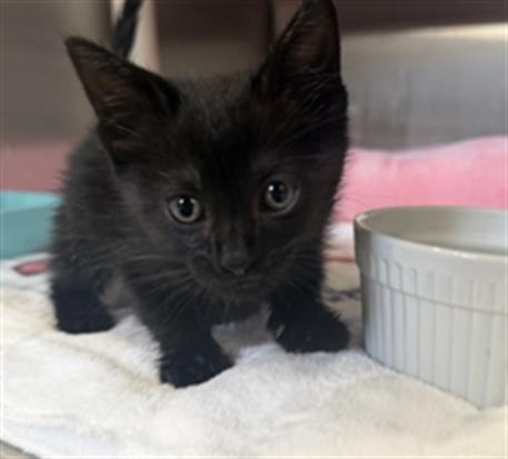 Hotdog- Pending Adoption