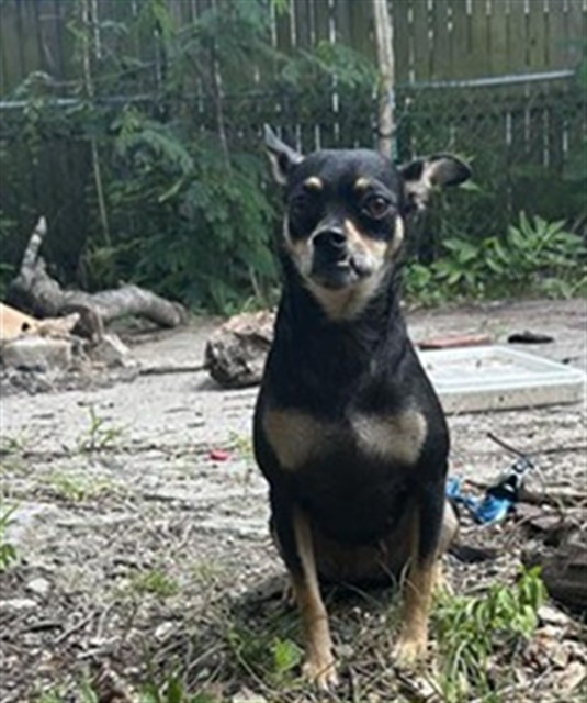 Leila