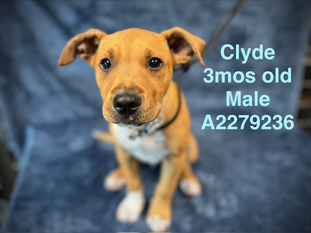 Clyde