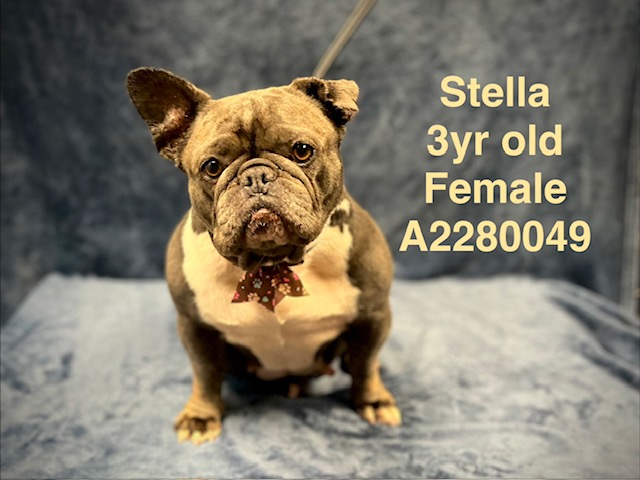 Stella