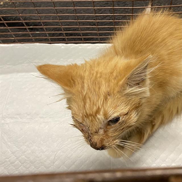 Adoptable Cat