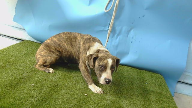 Adoptable Dog