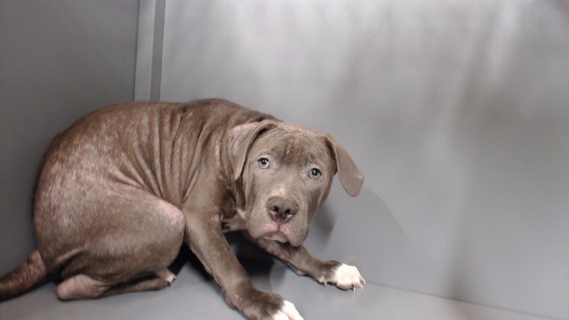 Adoptable Dog