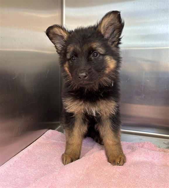 Adoptable Dog