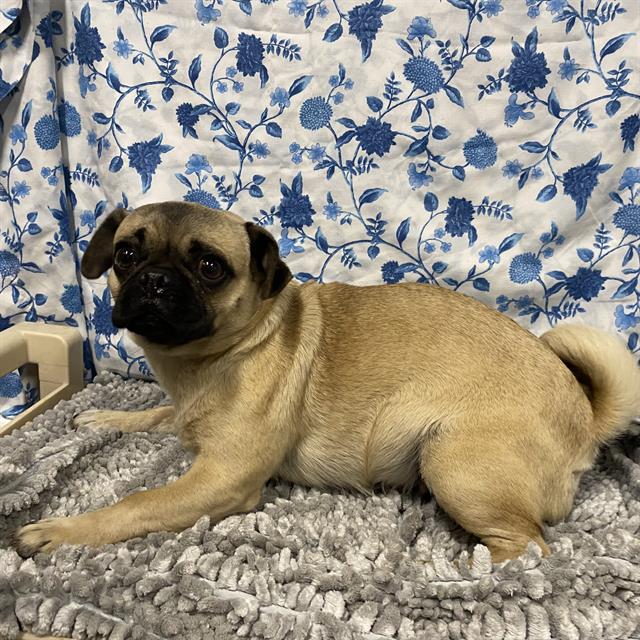 Adoptable Dog