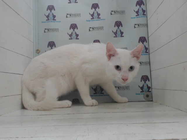 Snowball