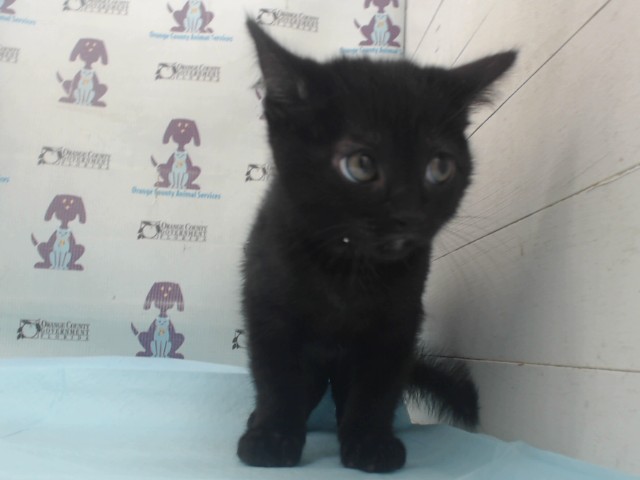 Berlioz