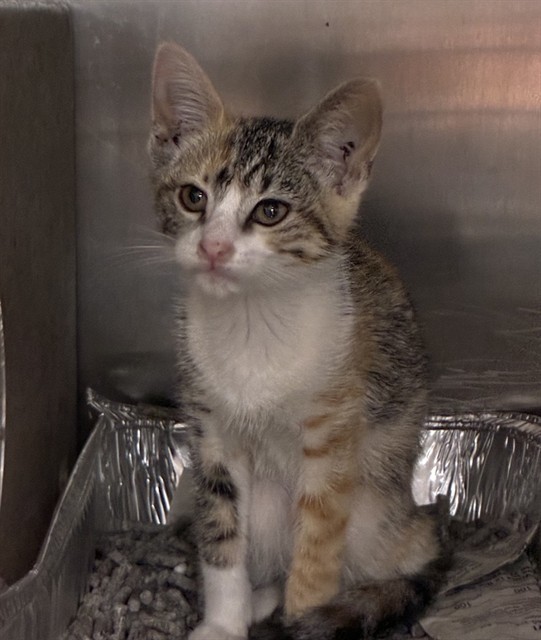 Urgent Med Adopt Maria