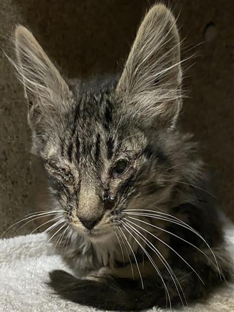 Urgent Med Adopt Artie