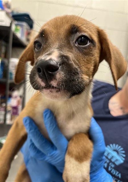 Adoptable Dog