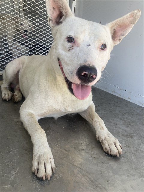 Adoptable Dog