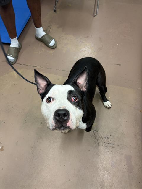 Adoptable Dog