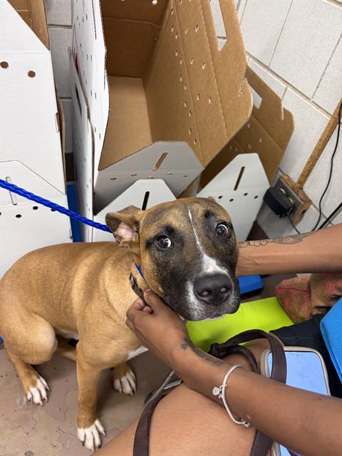 Adoptable Dog