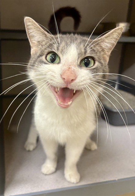 Purrsephone