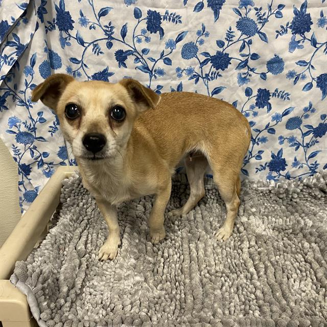 Adoptable Dog