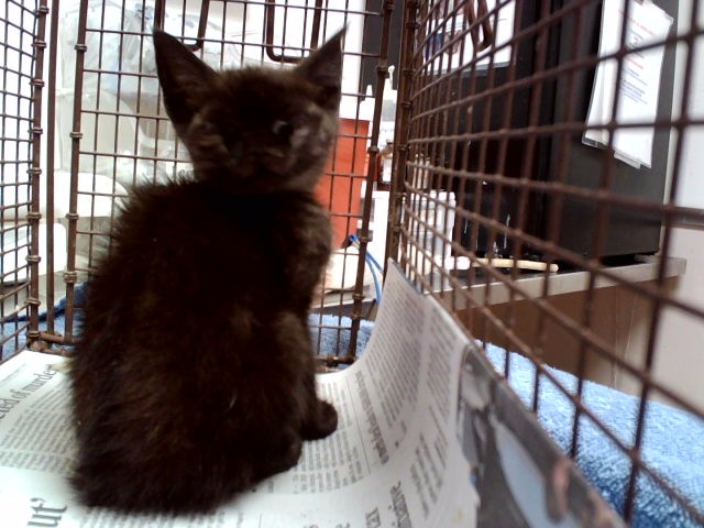 Adoptable Cat