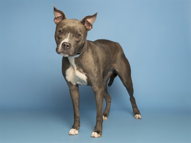 Dutchess