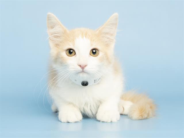 Ember