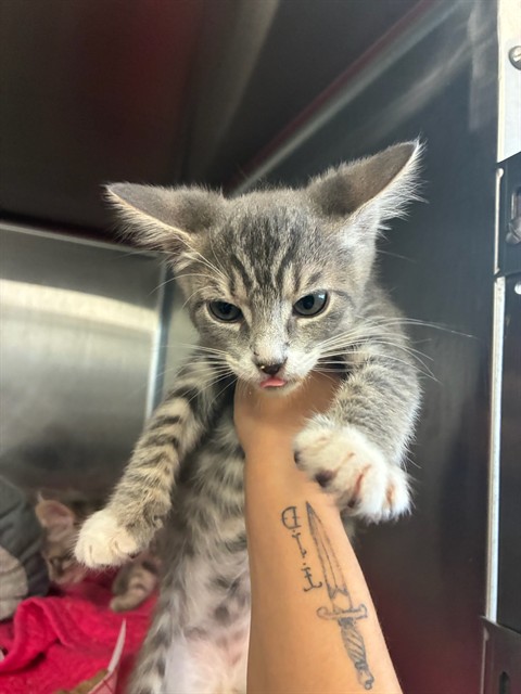 Nova