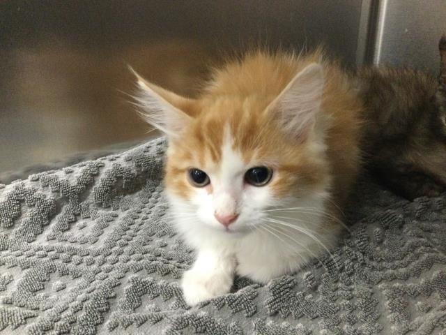 Adoptable Cat