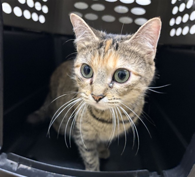 Katty