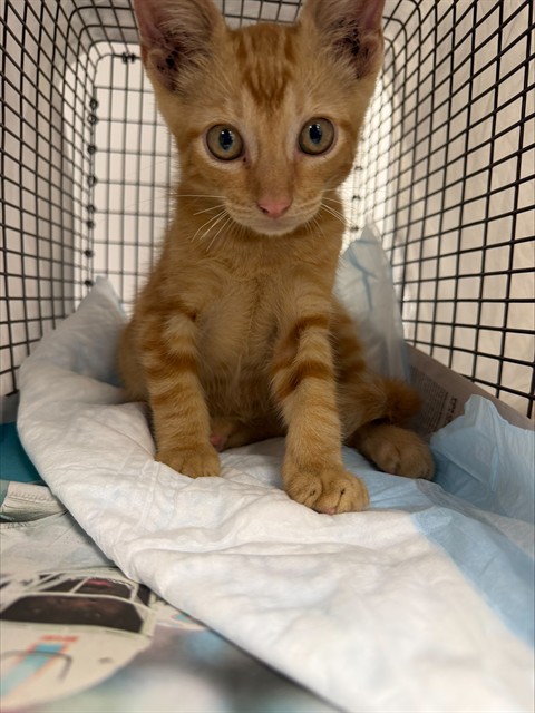 Adoptable Cat