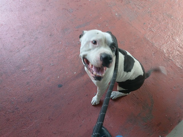 Adoptable Dog